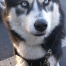 %name%, a %color% %breed% %type%