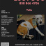 %name%, a %color% %breed% %type%