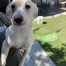 Lost Pet Image.