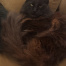 {petName}, a Black Maine Coon Cat