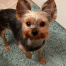 {petName}, a Black Yorkshire Terrier/Yorkie Dog
