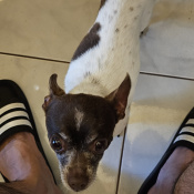 Donny, a Brown, White Chihuahua Dog