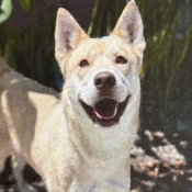 Layla, a White, Cream Labrador Husky Mix Dog