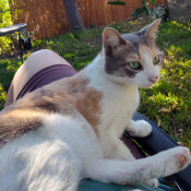 Milo, a White, Golden, Tan, Dark-brown American Shorthair Cat