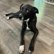 Gianni, a Black Labrador Retriever Dog