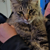 Rocky Trejos, a Brown Domestic Shorthair Cat