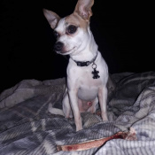 Broady, a White, Dark-brown, Brown, Tan Chihuahua Dog