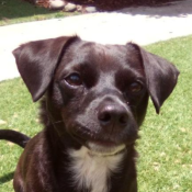 Jake, a Black, White Chihuahua Dog