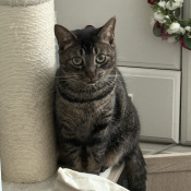 Puddles, a Black, Dark-brown, Dark-grey, Golden, Tan, Apricot, Brown Domestic Shorthair Mix Cat