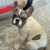 Merica, a White, Tan, Light-brown, Dark-grey, Light-silver, Cream French Bulldog Dog