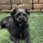 Lost Pet Image.