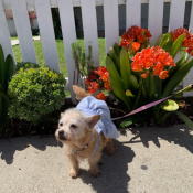 Twinkie, a Tan Poodle (Toy)/ Terrier Dog
