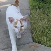 Lost Pet Image.