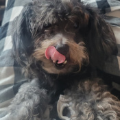 Lost Pet Image.