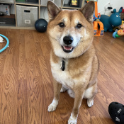 MAX, a Unknown Shiba Inu Dog