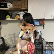 Lost Pet Image.