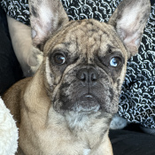 Dinero, a Tan, Cream, Yellow, Light-brown, White French Bulldog Dog