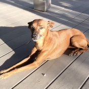 Brunzi, a Red, Orange Chihuahua Dog