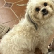 Lolo, a White, Light-grey, Cream Shih Tzu Dog