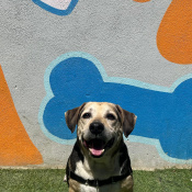 Yarvis, a Black Beagle Dog