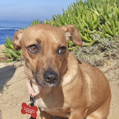 Trixie, a Brown Chihuahua Mix Dog