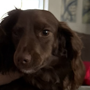 Mahina, a Brown Spaniel (American Water) Dog