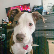 Coconut, a White, Tan American Pit Bull Terrier Dog