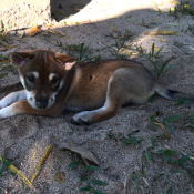 %name%, a %color% %breed% %type%