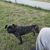 Sapphire, a Black Pug Dog