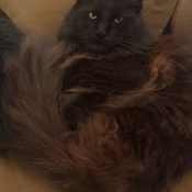 Erik Jr, a Black Maine Coon Cat