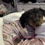 Bella, a Black, Tan Yorkshire Terrier Dog