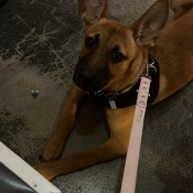 Akemi, a Tan Belgian Shepherd Dog