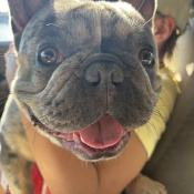 Joey, a Lilac, Light-grey French Bulldog Dog
