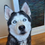 %name%, a %color% %breed% %type%