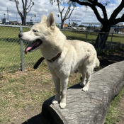 Blue, a Cream Siberian Husky Dog