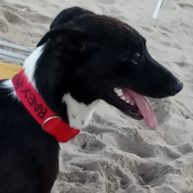 Nimbia, a Black Shepherd Dog