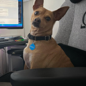 %name%, a %color% %breed% %type%