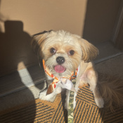 Louie, a White, Cream, Light-brown Terrier Frenchie Mix Dog