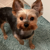 Bella, a Black Yorkshire Terrier/Yorkie Dog