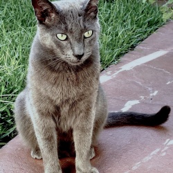 Blue, a Light-grey, Dark-grey, Dark-brown Russian Blue Cat