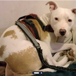 {petName}, a White, Tan American Pit Bull Terrier Dog