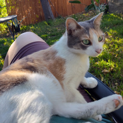 {petName}, a White, Golden, Tan, Dark-brown American Shorthair Cat