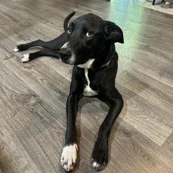 {petName}, a Black Labrador Retriever Dog