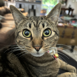 {petName}, a White, Brown, Chocolate, Dark-brown American Shorthair Cat