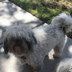 Toby, a White Shih Tzu Dog