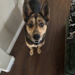 {petName}, a Black, Dark-brown German Shepherd Dog Dog