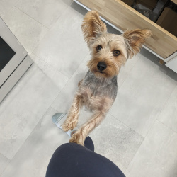 Gelato, a Light-grey, Apricot, Tan Yorkshire Terrier Dog