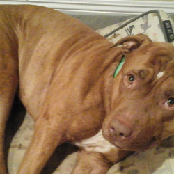 %name%, a %color% %breed% %type%