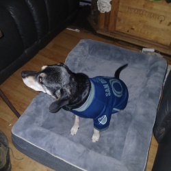 {petName}, a Yellow, Light-brown, Black Beagle Dog