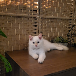 {petName}, a White, Apricot Ragdoll Cat